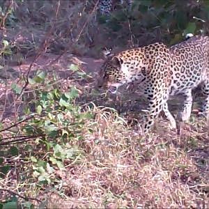 Leopard attacks giant Python