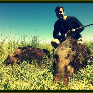 Bush pig Hunting