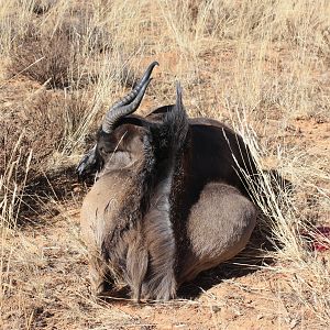 Black Springbok Hunting