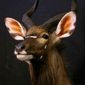 Nyala  Shoulder Mount Taxidermy  Close Up