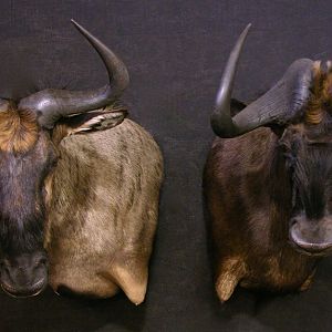 Blue Wildebeest & Black Wildebeest Shoulder Mount Taxidermy