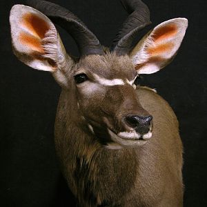 Kudu Shoulder Mount Taxidermy Close Up