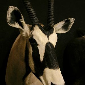 Gemsbok Shoulder Mount Taxidermy Close Up