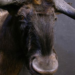 Black Wildebeest Shoulder Mount Taxidermy Close Up