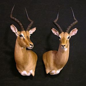 Twin Impala Shoulder Mount Taxidermy