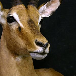 Impala Shoulder Mount Taxidermy Close Up