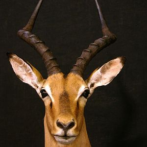 Impala Shoulder Mount Taxidermy Close Up