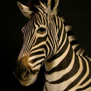 Zebra Shoulder Mount Taxidermy Close Up