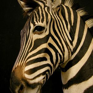 Zebra Shoulder Mount Taxidermy Close Up