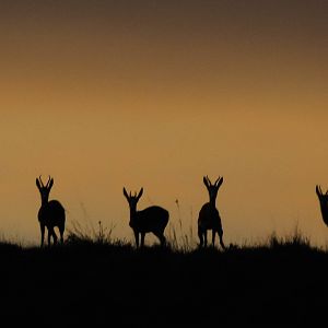 Early morning beauty - Springbok