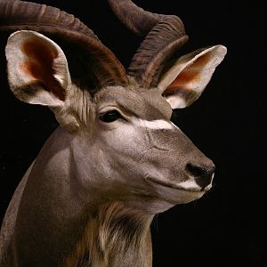 Kudu Pedestal Taxidermy Close Up