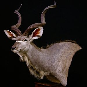 Kudu Pedestal Taxidermy