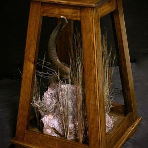 Kudu Pedestal Taxidermy