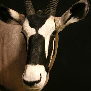 Gemsbok Pedestal Taxidermy Close Up