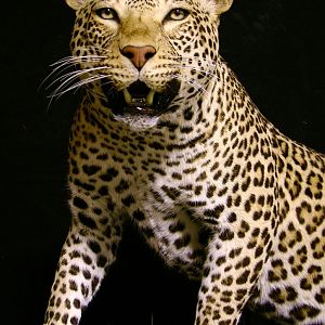 Leopard With Custom Base Taxidermy Close Up