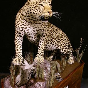 Leopard With Custom Base Taxidermy