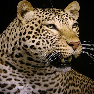 Leopard With Custom Base Taxidermy Close Up