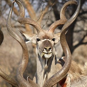 Kudu South Africa