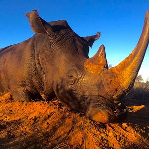 Hunt White Rhino South Africa