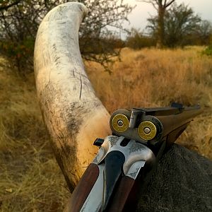 South Africa Elephant Hunting