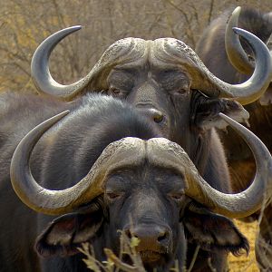 Buffalo South Africa