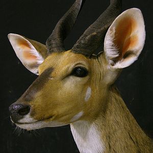 Bushbuck Shoulder Mount Taxidermy