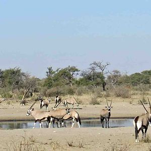 Gemsbok panorama, we see huge herds of Gemsbok!