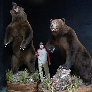 Brown Bear Full Mount Taxidermy