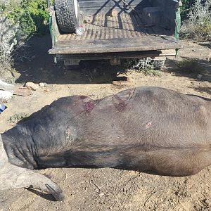 Hunting Buffalo South Africa