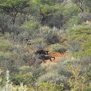 Terrain and sightings Blue Wildebeest Hartzview Hunting Safaris