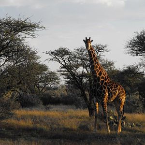 Giraffe Terrain and sightings Hartzview Hunting Safaris