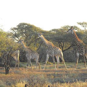 Giraffe Terrain and sightings Hartzview Hunting Safaris