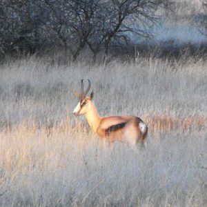 Terrain and sightings Hartzview Hunting Safaris Copper Springbok