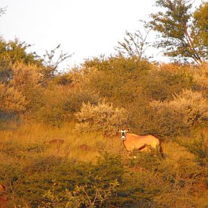 Terrain and sightings Gemsbok Hartzview Hunting Safaris