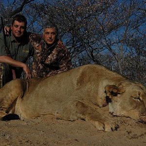 Lioness Hunt in South Africa