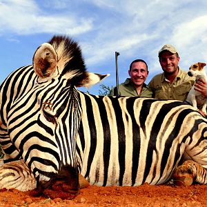 Hunt Zebra in South Africa