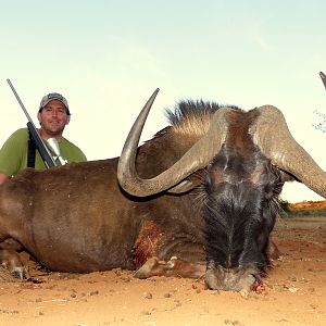 Hunt Black Wildebeest South Africa