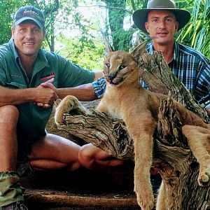 Hunting Caracal in South Africa