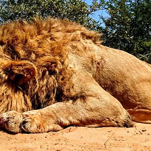 Hunting Lion in South Africa