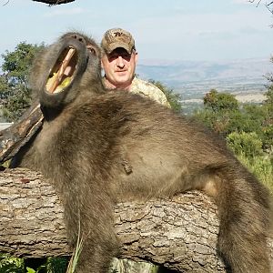 Baboon Hunt in South Africa