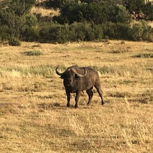 Buffallo South Africa