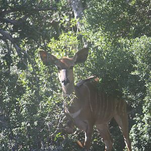 Kudu South Africa KMG Hunting Safaris