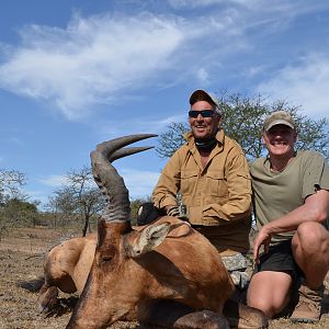 Red Hartebeest Hunt South Africa