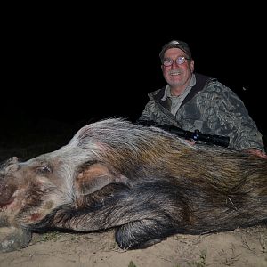 South Africa Bushpig  Hunting