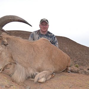 Aoudad Barbary sheep Hunt South Africa