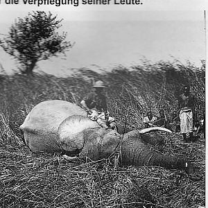 Kuhnert with one elephant, shot in Tanzania, long before WWI