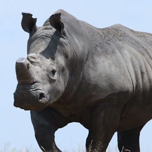 South Africa Dehorned White Rhino