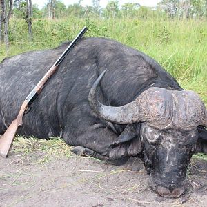 Namibia Buffalo Hunting