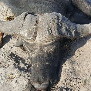 Buffalo Hunting Namibia