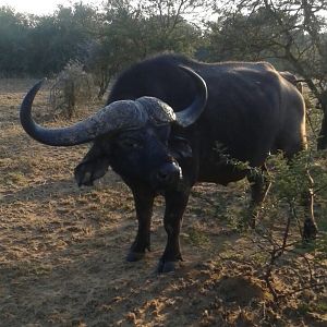 Buffalo Bull South Africa
